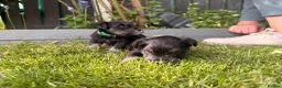 Miniature Schnauzer dogs for sale: Beautiful Black And Silver Mini Schnauzer Puppies - Advert 18