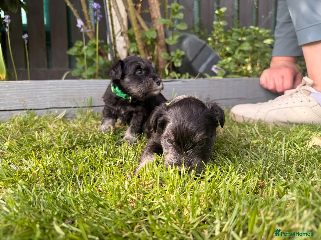 Miniature Schnauzer dogs for sale: Beautiful Black And Silver Mini Schnauzer Puppies - Advert 18