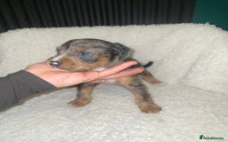 Mixed Breed dogs for sale: Staffypoos for sale - Image 4