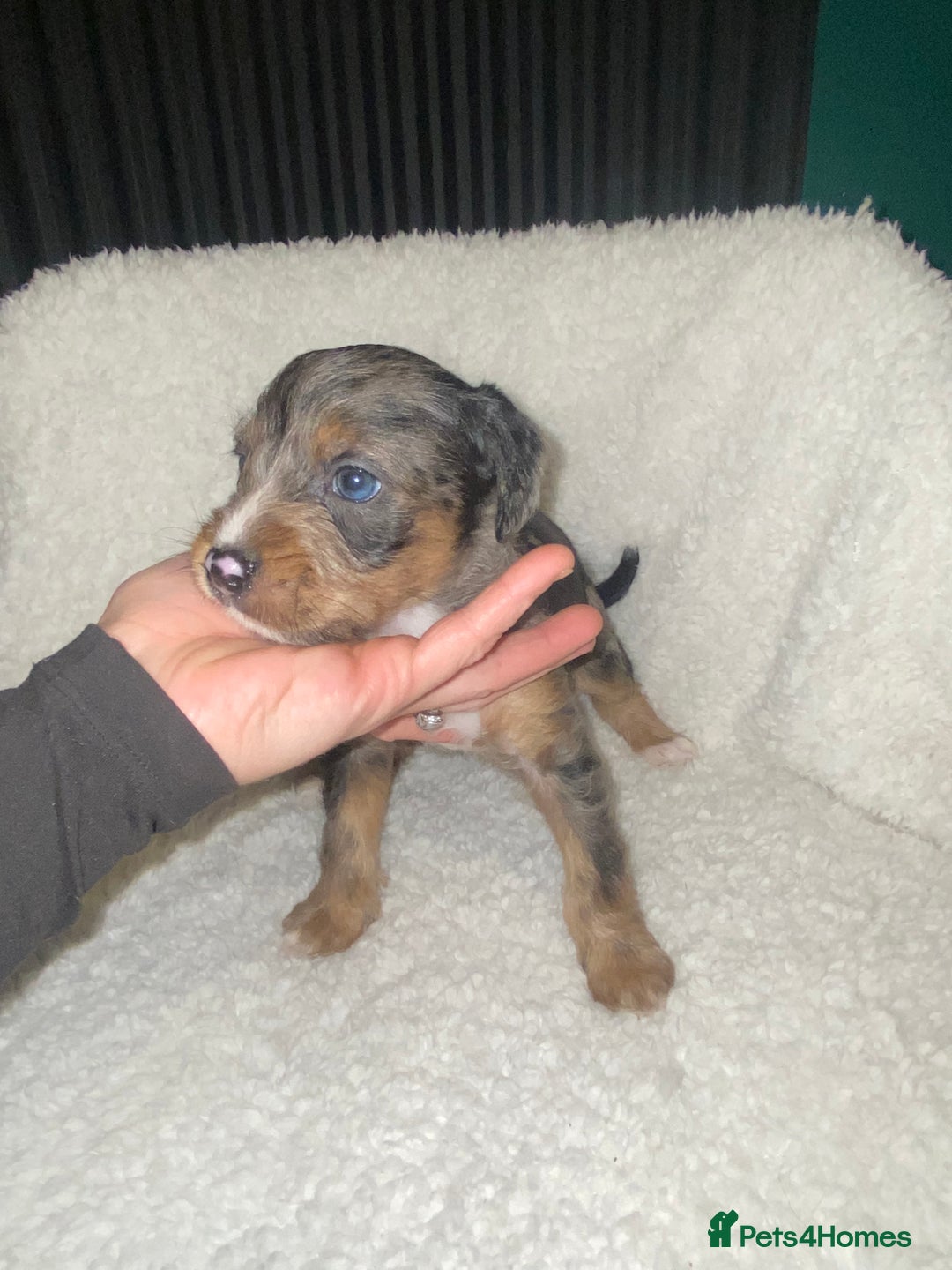 Mixed Breed dogs for sale: Staffypoos for sale - Image 4