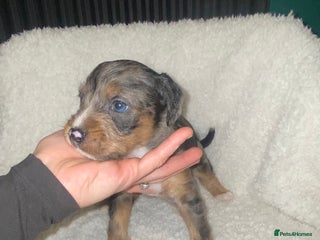 Mixed Breed dogs - Advert 2