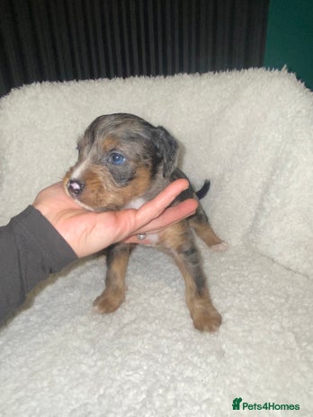 Mixed Breed dogs - Advert 5