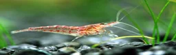 Shrimps fish for sale: 🔥Juv. RED, BLUE & YELLOW SHRIMP🦐 + free plant 🍃 - Advert 3