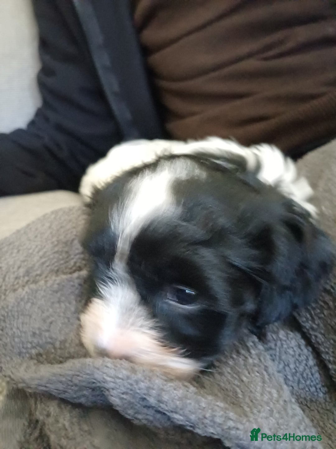 Mixed Breed dogs for sale: Cavapoo puppies available before  **   - Advert 14