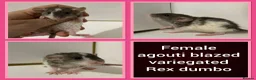 Rat rodents for sale: Adorable Baby Rats for Sale xx - Advert 40