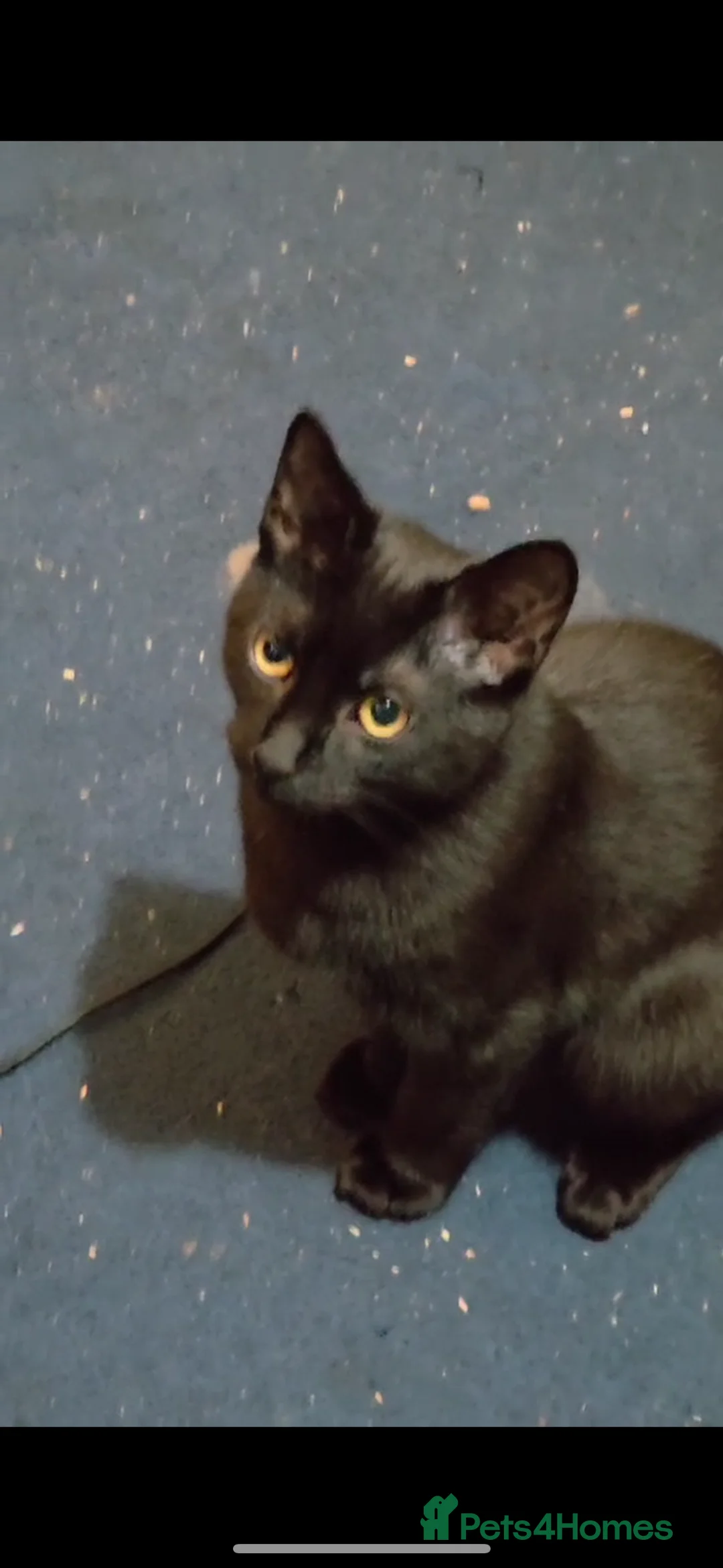 Domestic Shorthair cats for sale: Rescue cats- 60 in total, kittens/ adults🧡🙏 - Advert 10