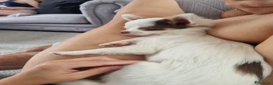 Chihuahua 2