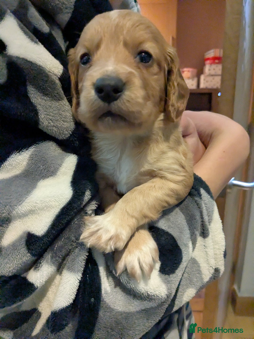 Cocker Spaniel dogs for sale: Working Cocker Spaniel Puppies needing loving home - Advert 8