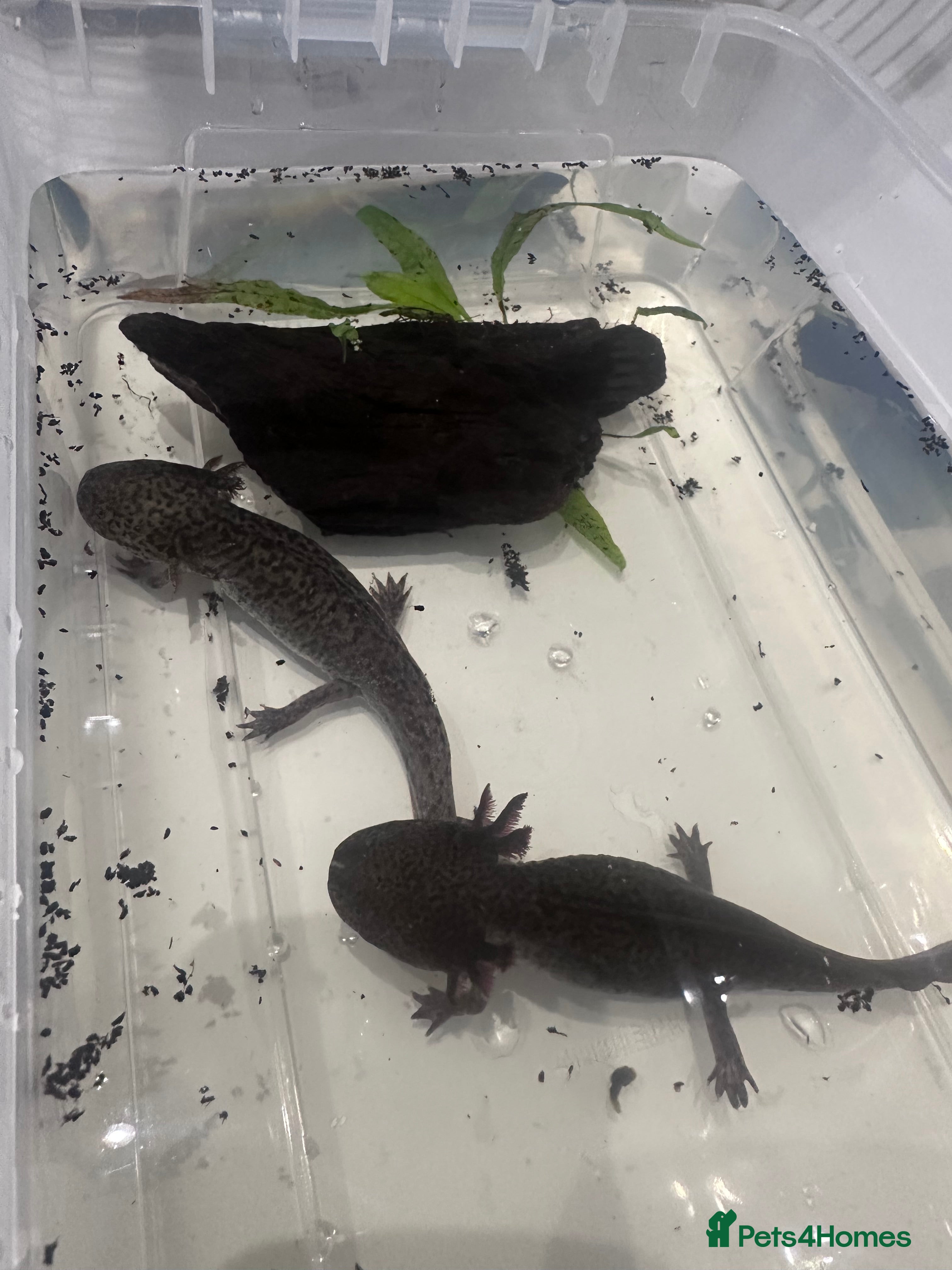 Axolotl reptiles 2 x male axolotyls  - Advert 5