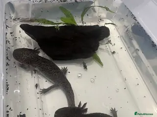 Axolotl reptiles 2 x male axolotyls - Advert 5