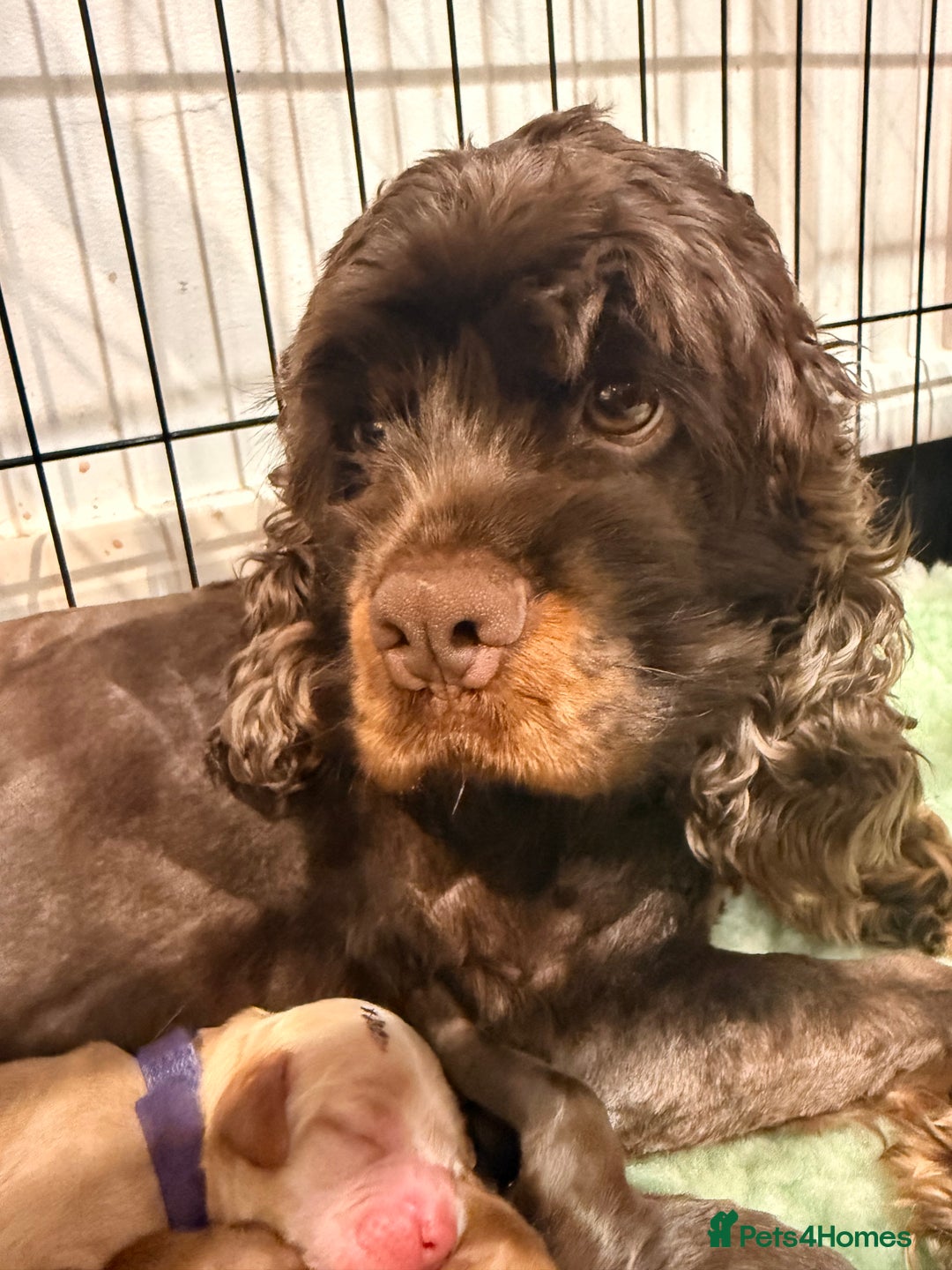 Cockapoo dogs for sale: Toy cockerpoo puppies  - Advert 15