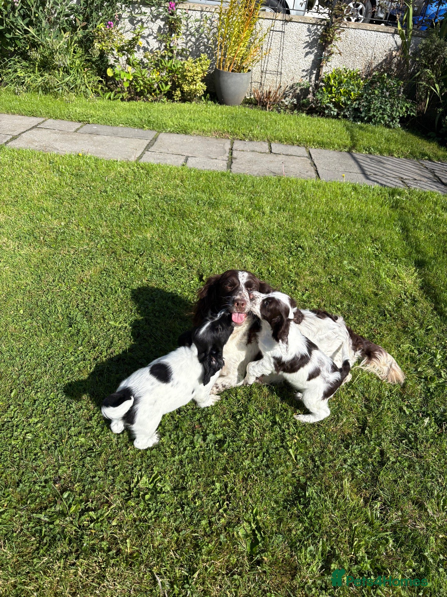 Sproodle dogs Ready to leave stunning sproodles - Advert 1