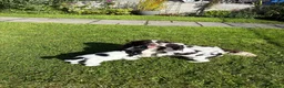 Sproodle dogs for sale: Ready to leave stunning sproodles - Advert 1