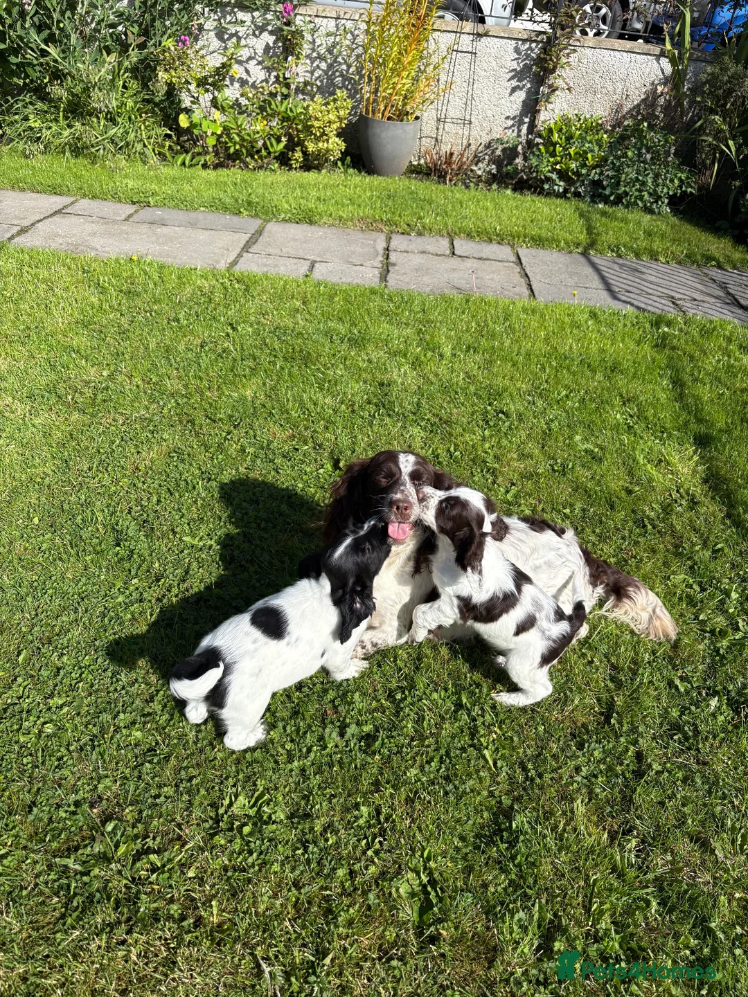 Sproodle dogs for sale: Ready to leave stunning sproodles - Advert 1