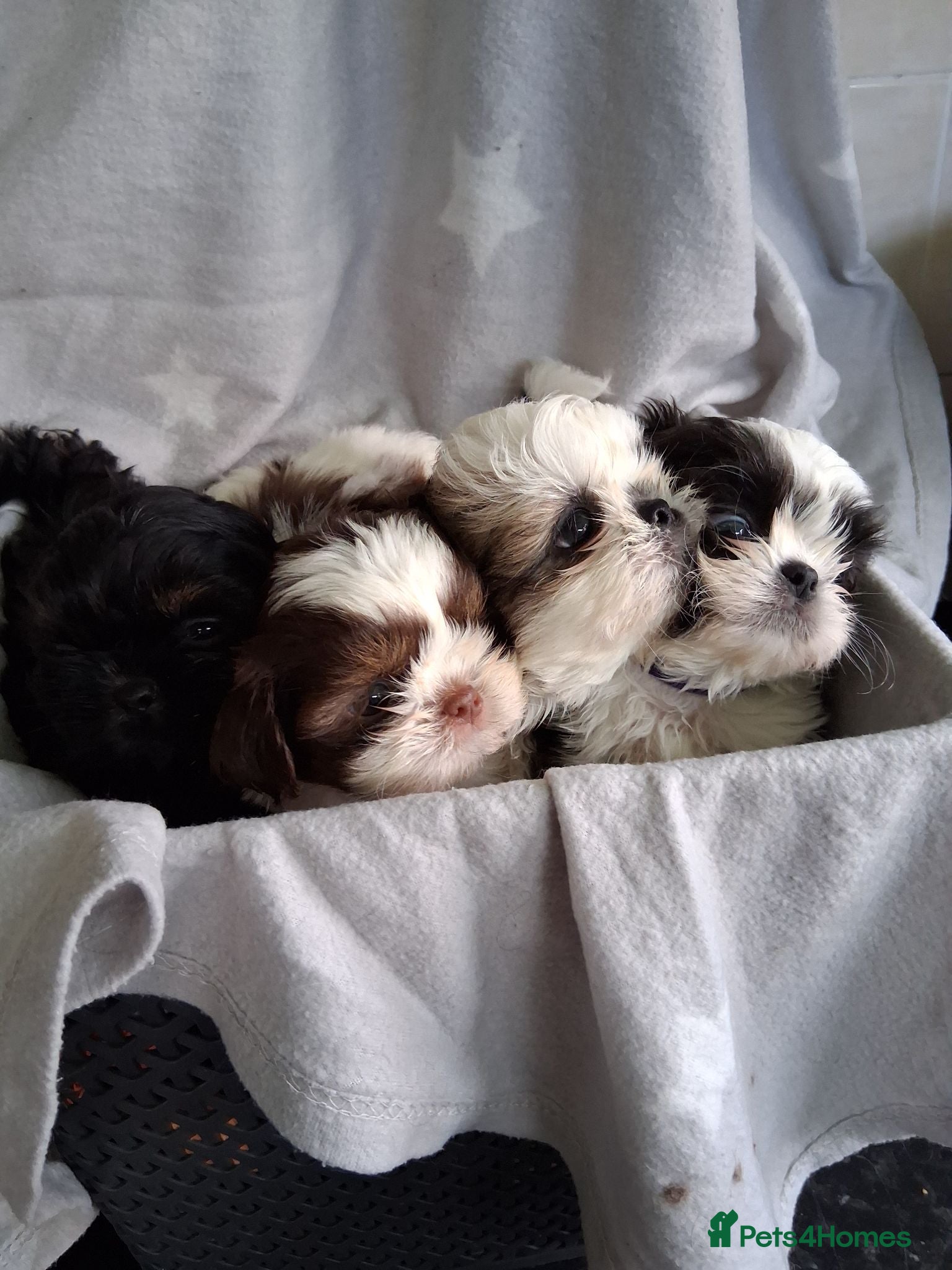 Shih Tzu dogs Imperial dobie shih tzu - Advert 1