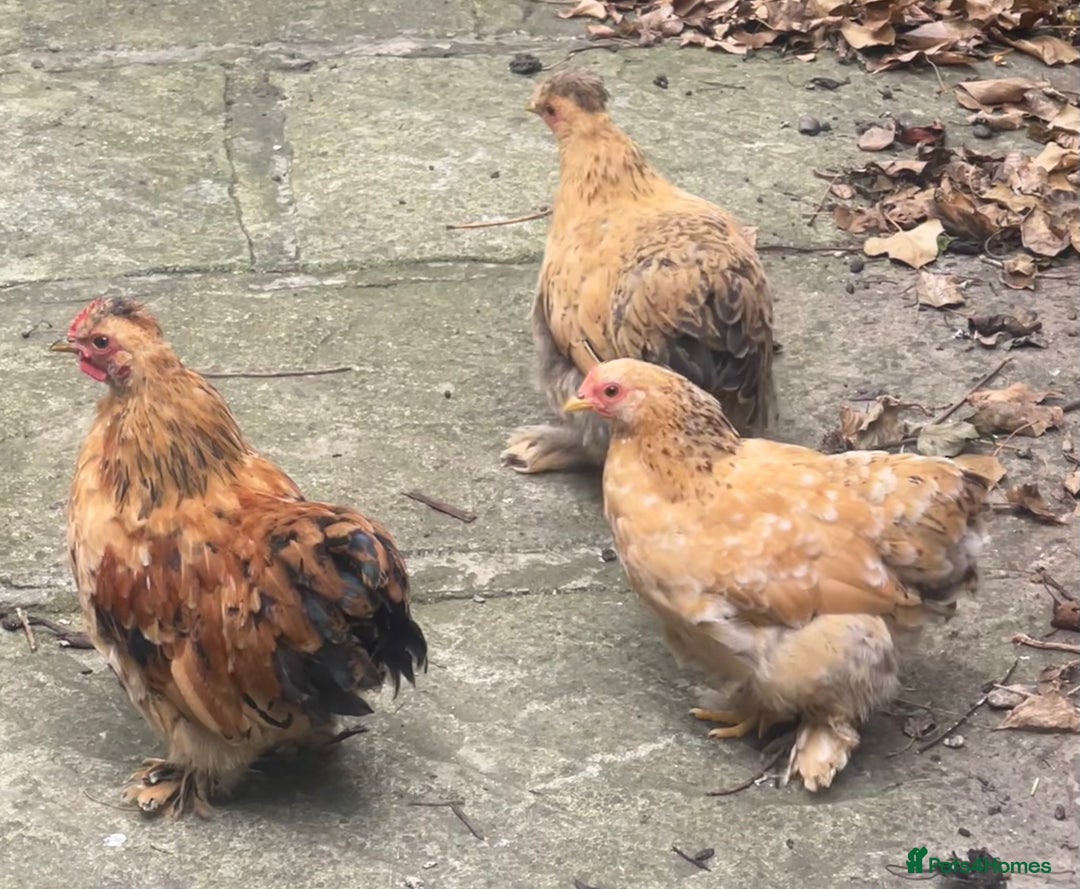 Chickens poultry for sale: Hen, POL Hens, Cockerels and chicks - Image 18