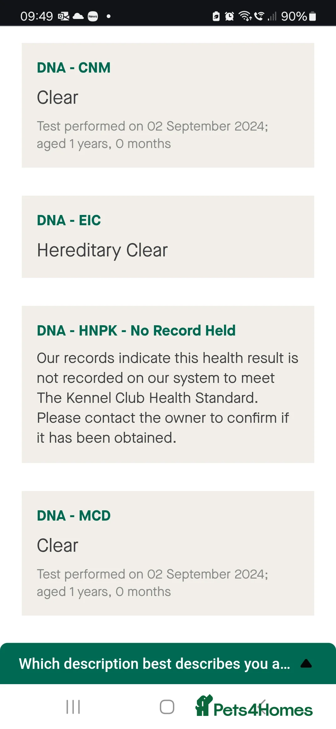 Labrador Retriever dogs for stud: Gorgeous Labrador retriever "PROVEN STUD" in Haddington - Advert 8