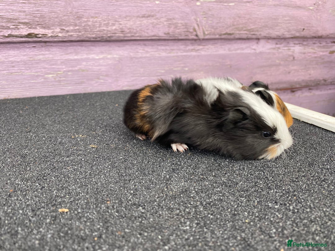 Guinea Pig rodents for sale: Stunning Guinea pig babies - Image 1
