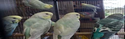 Budgerigars birds for sale: Budgies for sale - Advert 8