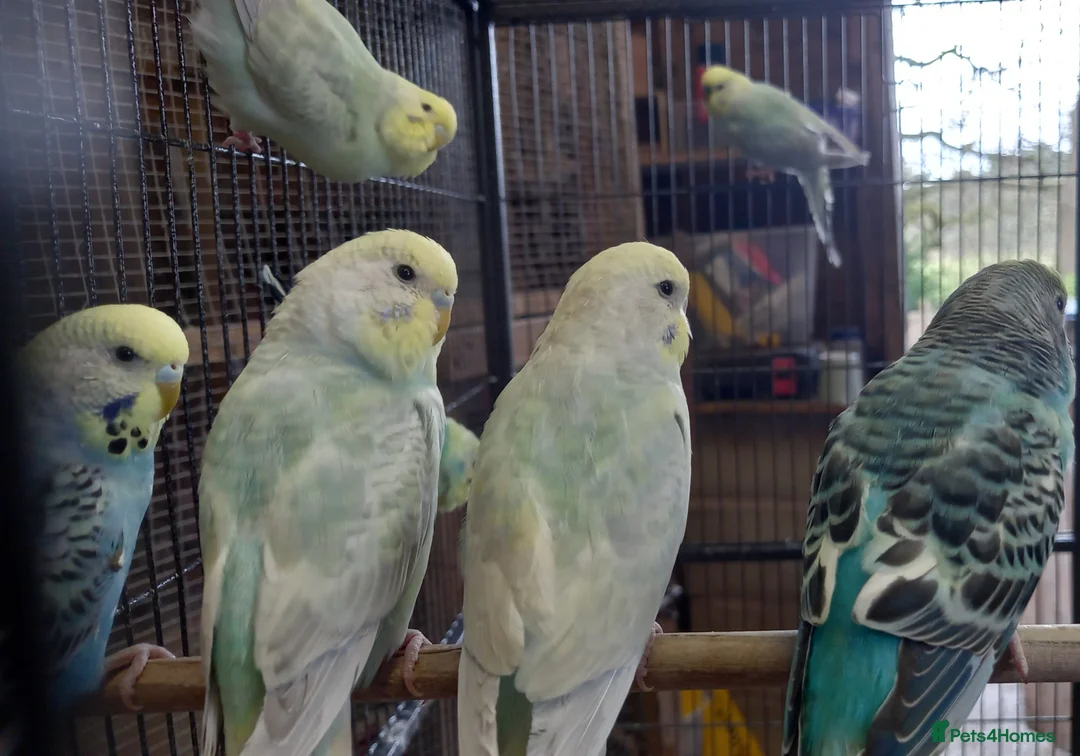 Budgerigars birds for sale: Budgies for sale - Advert 8