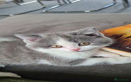 British Shorthair cats for sale: 4 PEDIGREE kittens READY TO GO! 2 LEFT - Image 22