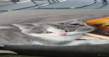 British Shorthair cats - Advert 8