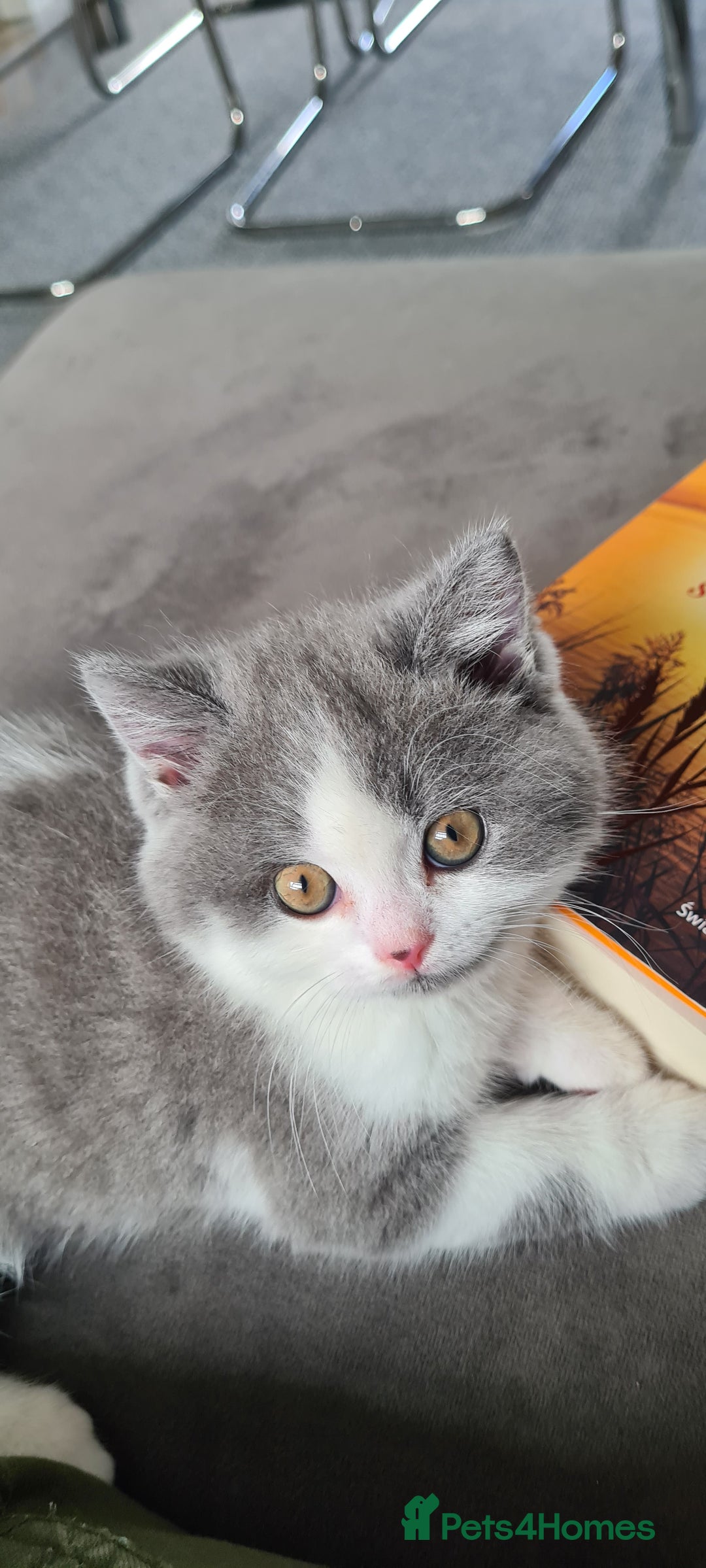 British Shorthair cats for sale: 4 PEDIGREE kittens READY TO GO! 2 LEFT - Image 22