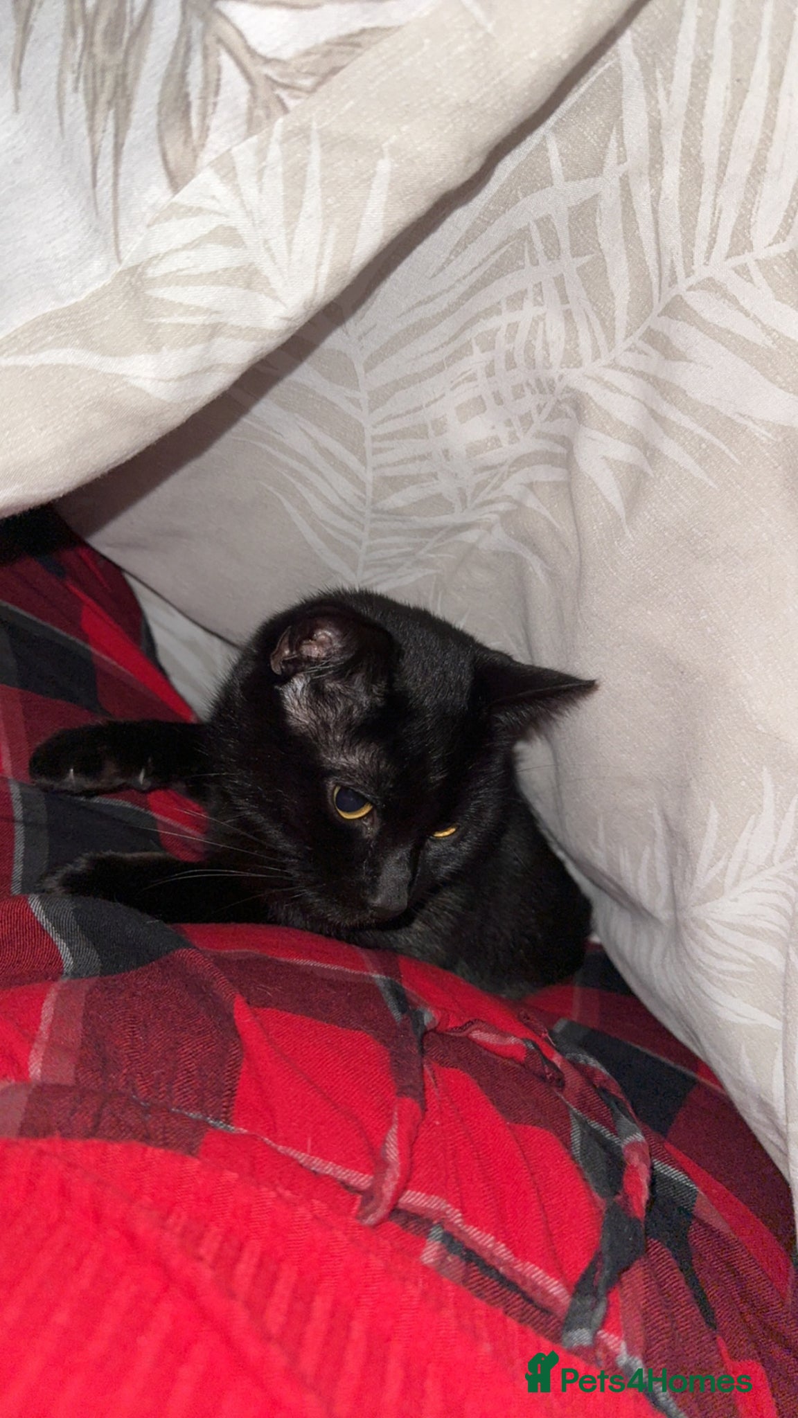 Mixed Breed cats 2.5 year old male black cat. - Advert 4