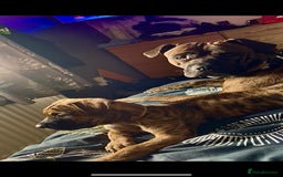 Mixed Breed dogs for sale: Presa Canario x Cane Corso  - Image 12