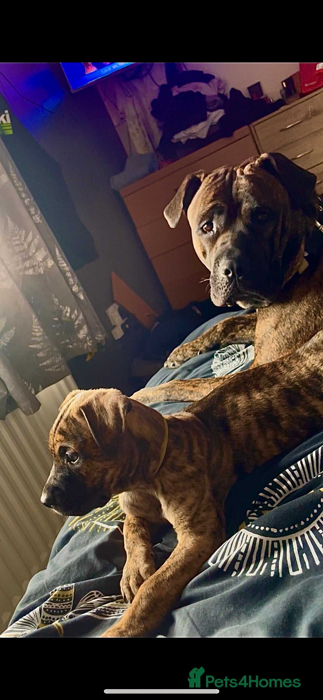 Mixed Breed dogs for sale: Presa Canario x Cane Corso  - Image 12