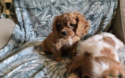 Cavapoo dogs for sale: 3 Red Cavapoo pups for sale - Image 2