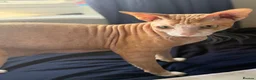 Sphynx cats for sale: Beautiful Sphynx kittens  - Advert 10