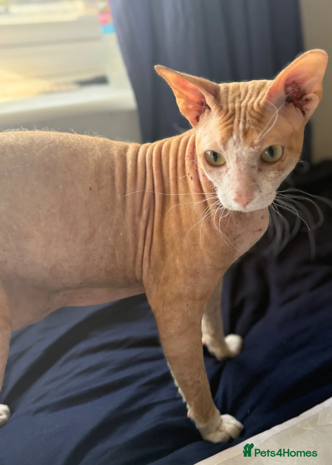 Sphynx cats for sale: Beautiful Sphynx kittens  - Advert 10