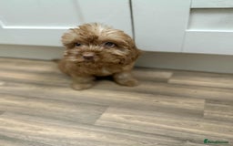 Cockapoo dogs for sale: Rehomed biscuits looking for 5*home - Image 4