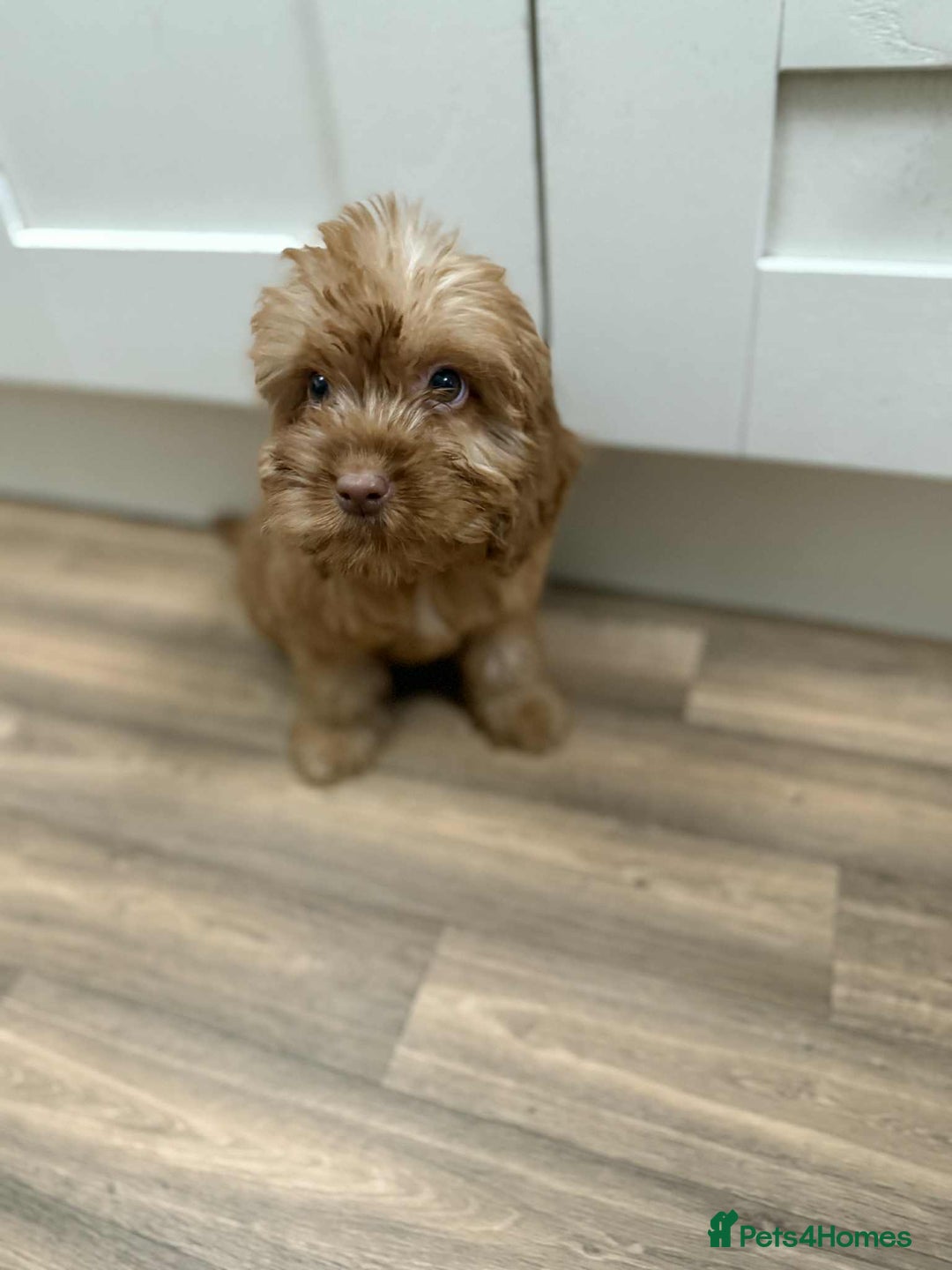 Cockapoo dogs for sale: Rehomed biscuits looking for 5*home - Image 4