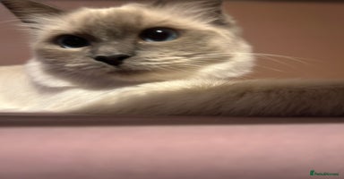 Ragdoll cats - Advert 15