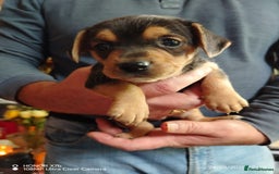Dachshund dogs for sale: Jackshound puppies  - Image 3