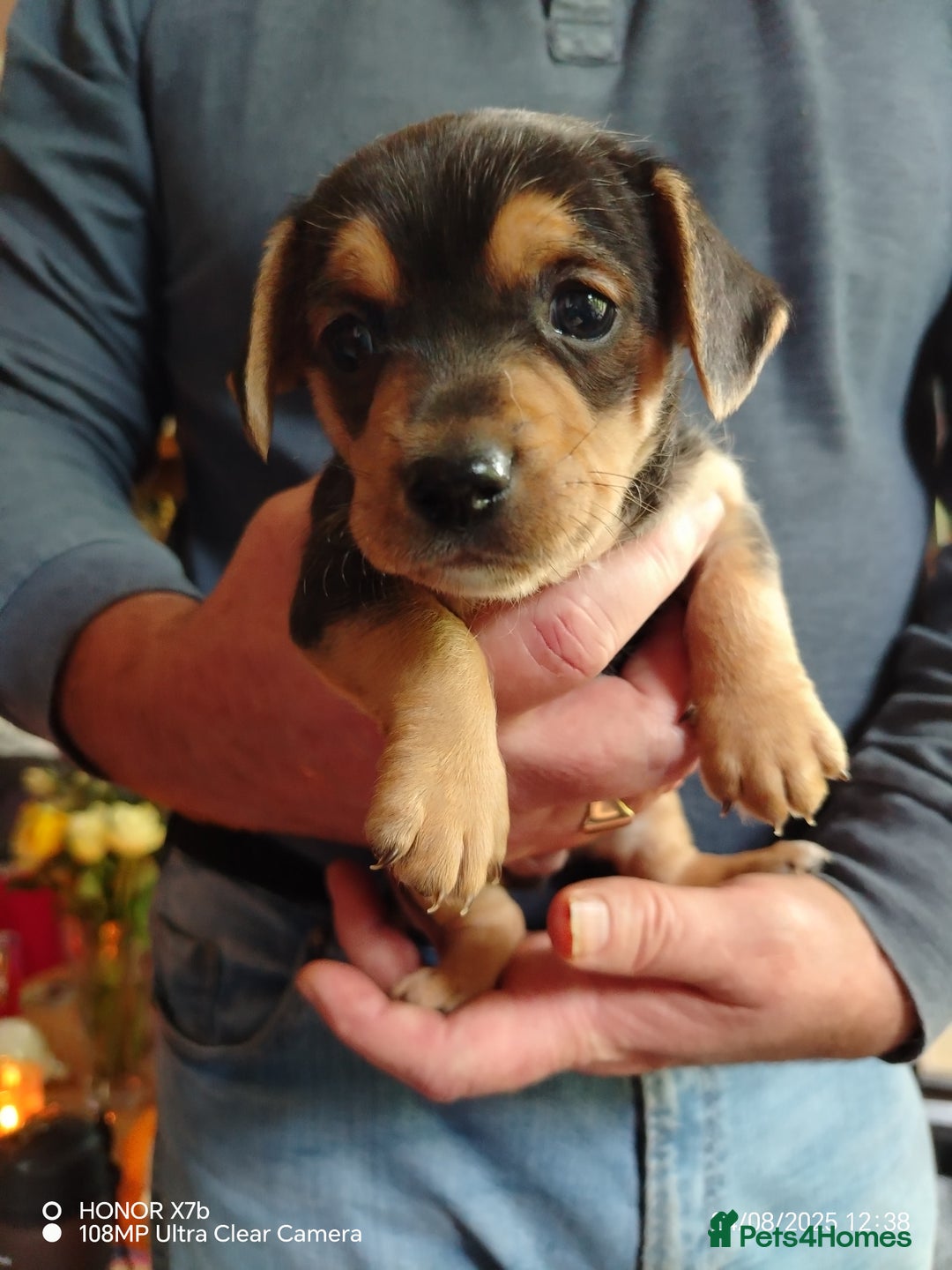 Dachshund dogs for sale: Jackshound puppies  - Image 3