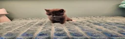 British Shorthair cats for sale: Blue British short hair X kittens  - Advert 8
