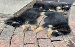German Shepherd dogs for sale: READY TO GO Long Haired German Shepherd Puppies - Image 8