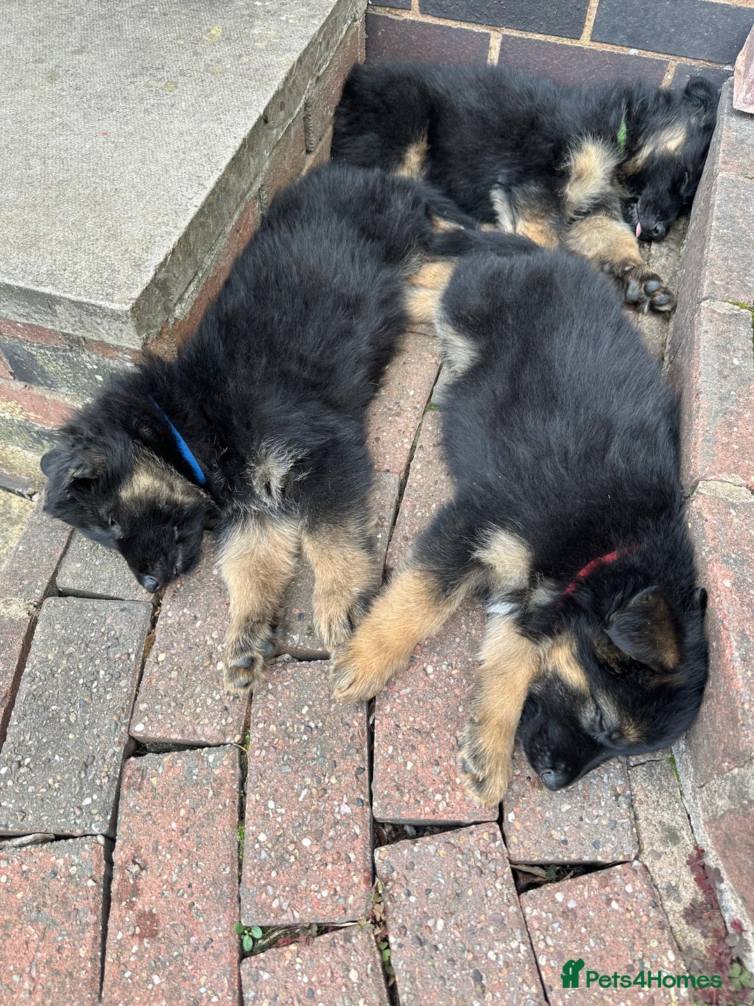 German Shepherd dogs for sale: READY TO GO Long Haired German Shepherd Puppies - Image 8