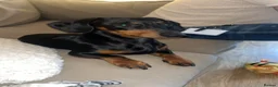Miniature Dachshund dogs for stud: Black and Tan smooth haired miniature dachshund - Advert 2