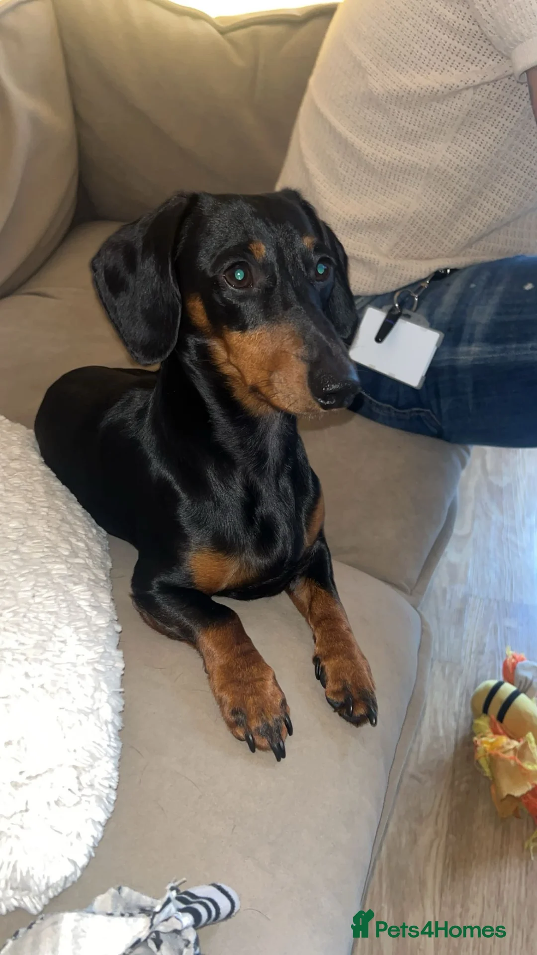 Miniature Dachshund dogs for stud: Black and Tan smooth haired miniature dachshund - Advert 2