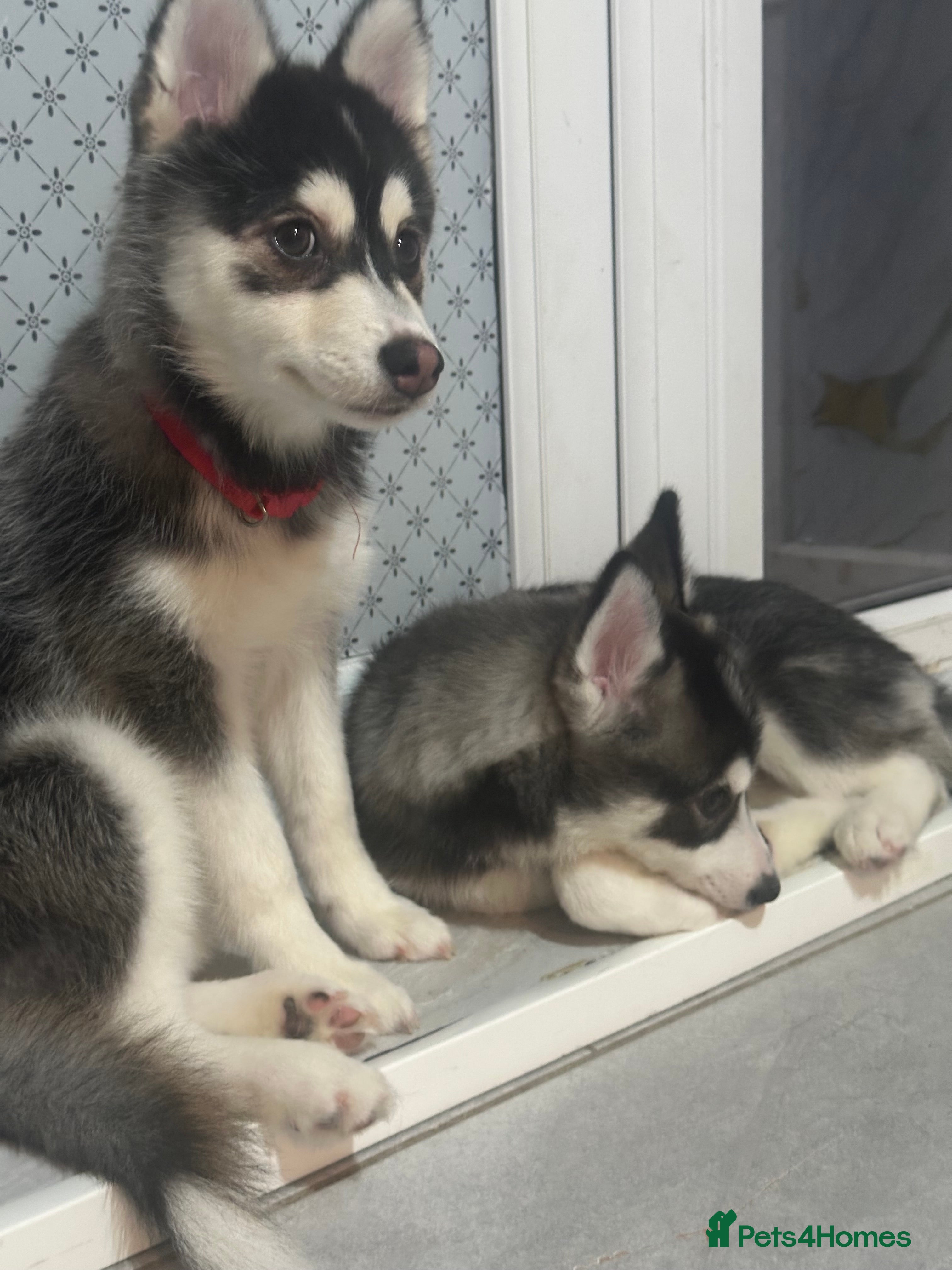 Pomsky dogs Just 2 left girls f4 pomsky  - Advert 3
