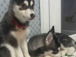 Pomsky dogs Just 2 left girls f4 pomsky - Advert 3