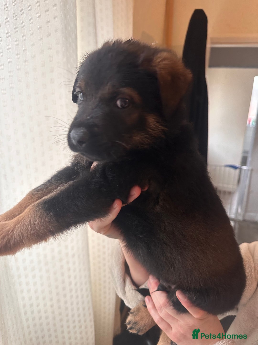 Mixed Breed dogs for sale: Shepweiller Puppies (8/10/25) REDUCED! - Advert 19
