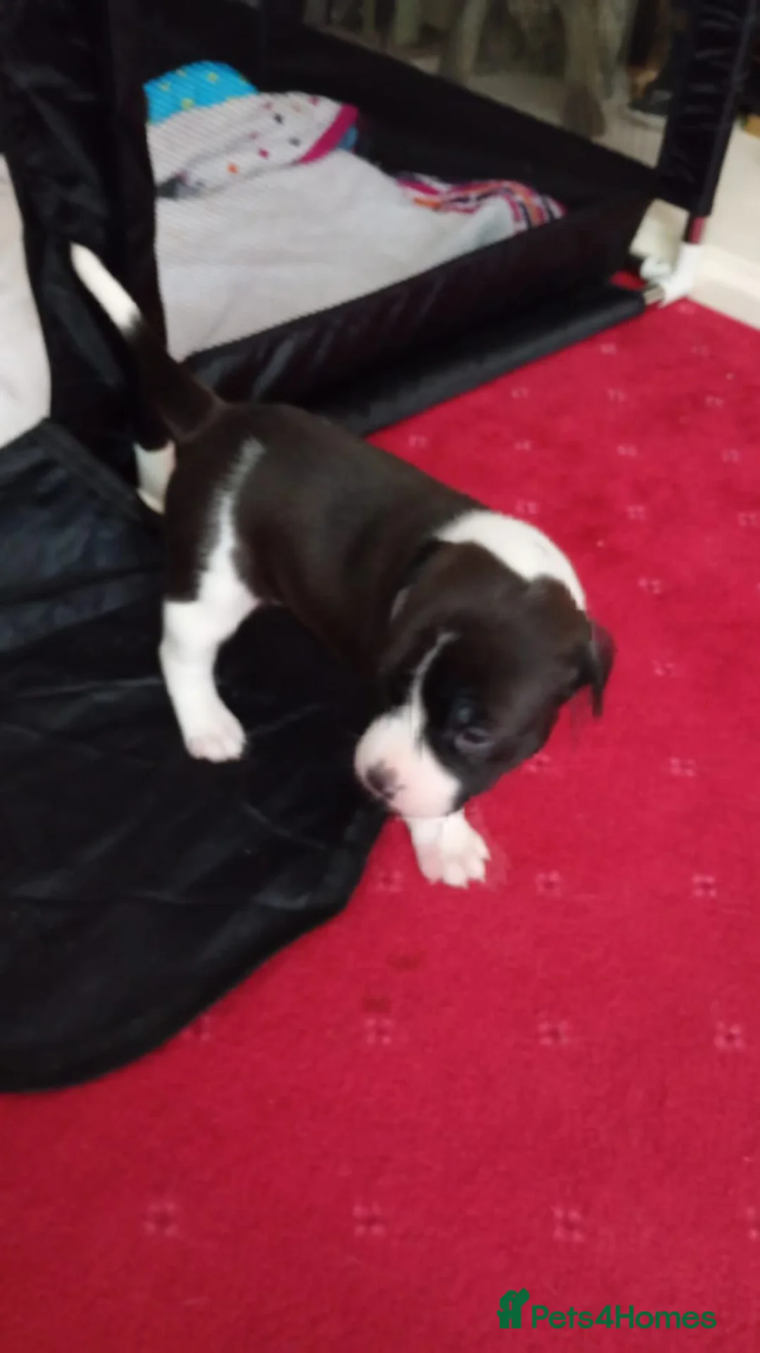 Mixed Breed dogs for sale: Staffy Pups  in Huddersfield - Advert 6
