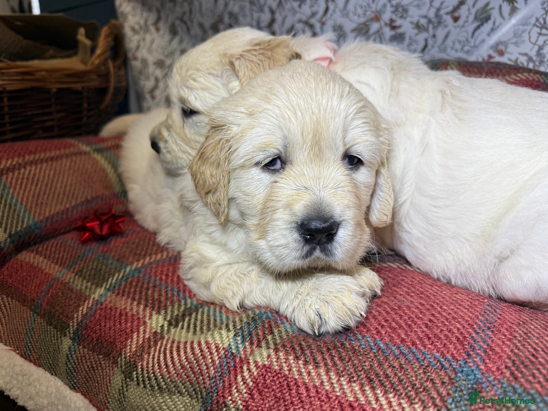 Golden Retriever dogs for sale: Kc health tested golden retrievers  - Advert 5