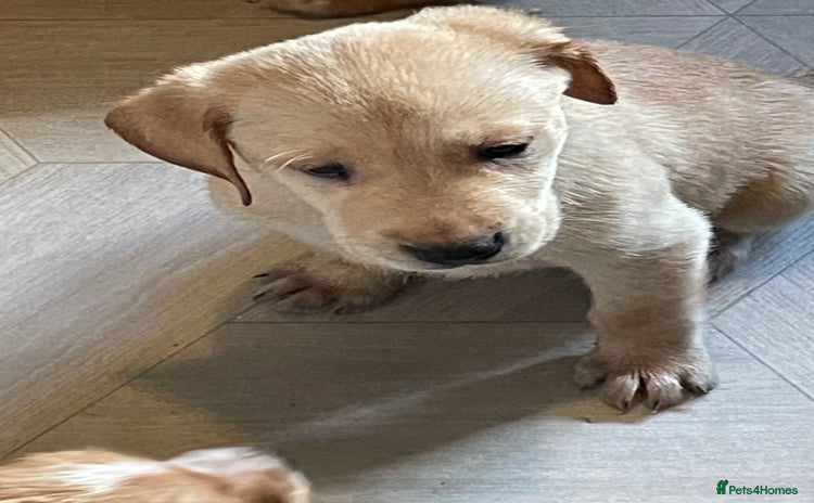 Labrador Retriever dogs - Advert 11