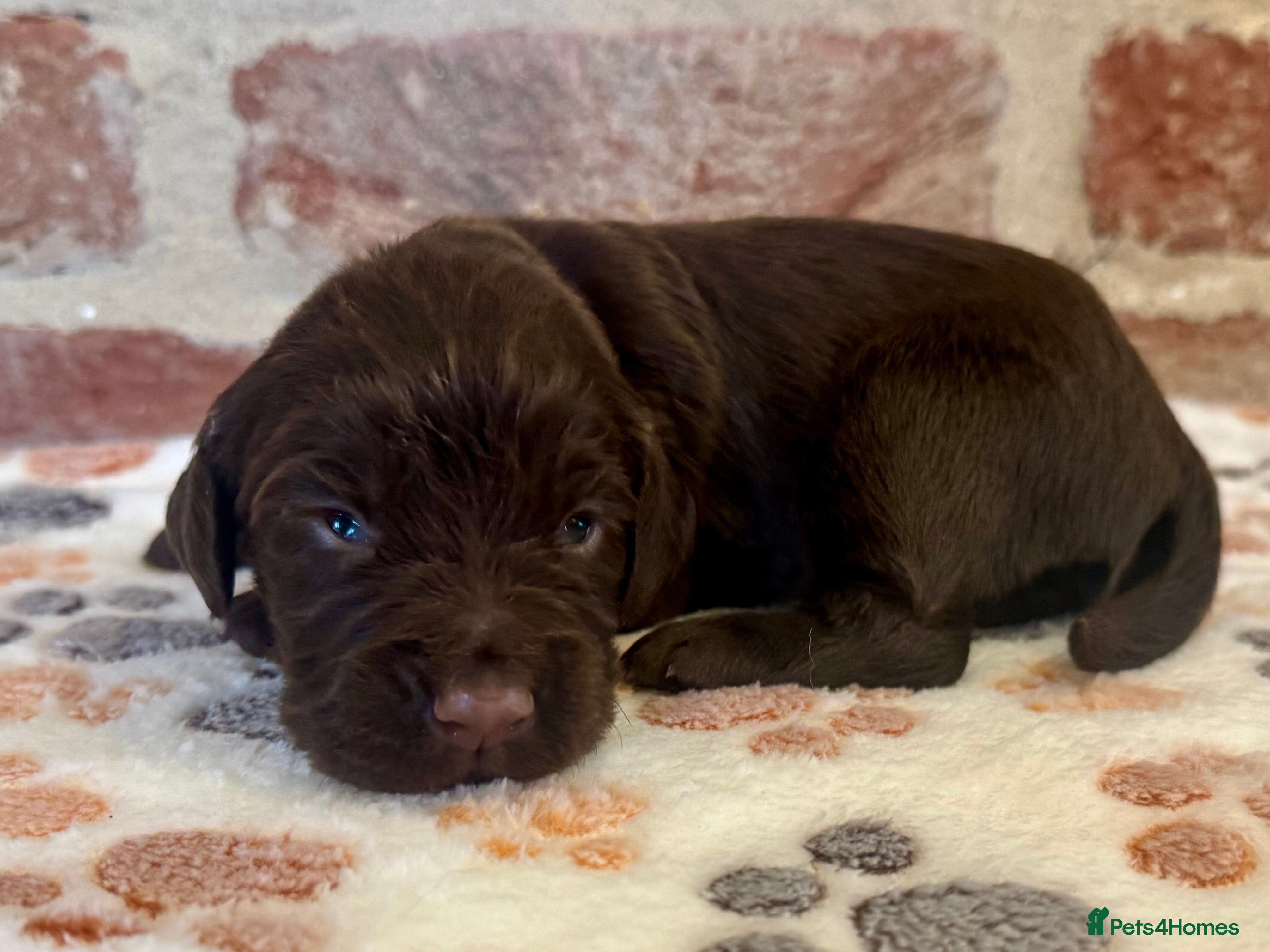 Cocker Spaniel dogs Kennel club registered male 🐾 - Advert 12